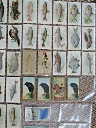 62 Vintage Sweet Caporal Cigarette Cards Fish,  Flags,  Bird & Misc.