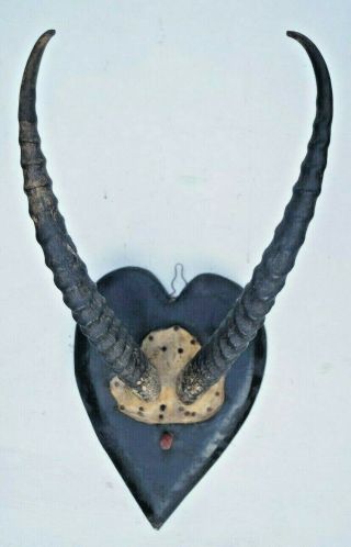 Vintage Antique Old Springbok Horns And Part Skull 1920s