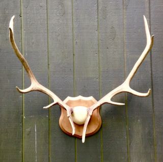 Elk Antlers Vintage Oregon Rack,  Mounted W/ Leather & Oak.  Local Pick Up Only.
