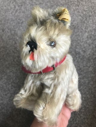 Antique Mohair Steiff Small Terrier Dog W/button & Tag No Res Buy Now Nr 5”