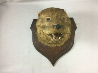 Antique Taxidermy Otter Mask Head Mount Hunting Trophy Shooting Wood Holder