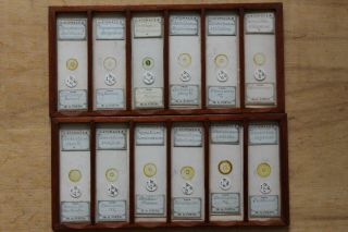 CASED SET OF 72 ANTIQUE DIATOM MICROSCOPE SLIDES BY W.  A.  FIRTH 2