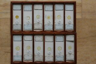 CASED SET OF 72 ANTIQUE DIATOM MICROSCOPE SLIDES BY W.  A.  FIRTH 3