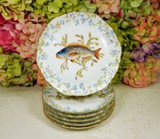 6 Gorgeous Antique Limoges French Porcelain Plates Floral Fish Gold
