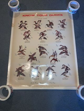Vintage Remington Arms Co.  Know Your Ducks,  Poster 29”x 23”