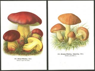 Mushroom Varieties 1920 