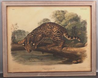 Rare 1845 Antique Ocelot Leopard Cat Hand Colored Bowen Audubon Lithograph