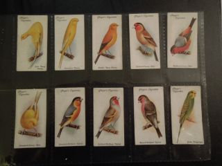 1933 AVIARY & CAGE BIRDS Complete Parrot Canary Tobacco Card Set of 50 cards 3