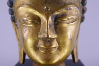Fine Old Chinese Tibetan Buddha Gold Gilt Bronze Head w/ Blue Pigmented Hair 2