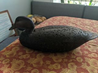 Rare Vintage Cork Black Duck Floater Decoy - 20 "