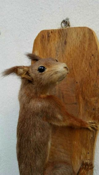 Absolutely Sweet Vintage Red Squirrel Taxidermy,  Pre 1947/dated 1945