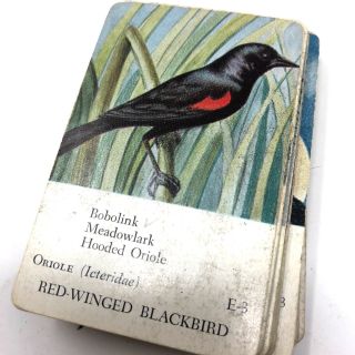Vintage 1940s - 50s Deck Of Bird Cards Game Birdwatching