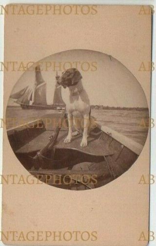 Old Cdv Photograph Pet Dog On A Boat - Breed ? Vintage 1890s