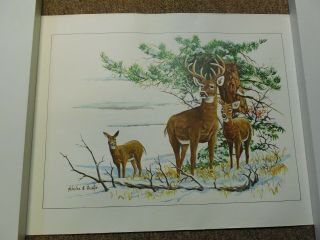 Vtg Nicholas A Rosato Unframed Print Deer In Field 12 " X16 " Really