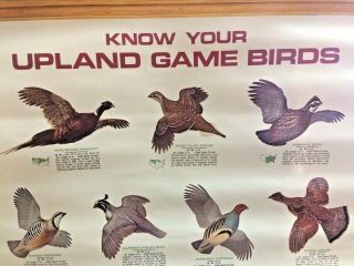 Remington Peters Ammunition DuPont KNOW YOUR UPLAND GAME BIRDS Poster Vintage 72 2