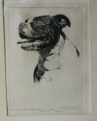 Antique Morgan Dennis Signed Boston Terrier Dog Etching in Frame 3