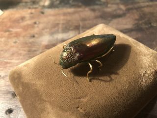 Vintage Antique Real Scarab Beetle Bug Gold Tone Brooch Pin Odditie Oddities