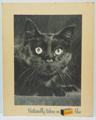 Rare Old Antique Vintage 1950s Kodak Film Advertising Sign Black Cat Halloween