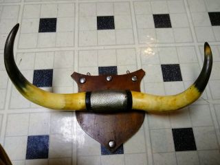 Real Bull Horns Wall Mountable Vintage / Antique Portugal / Spain