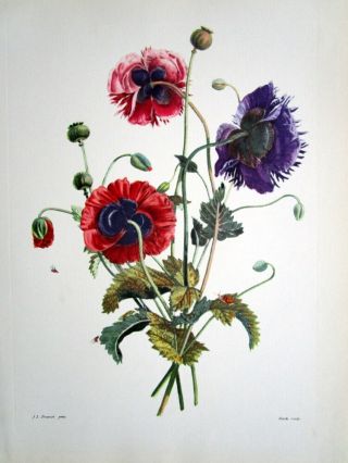 " The Opium Poppy " Bouguet By Jean Louis Prevost Vintage 1930s
