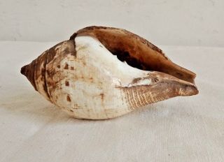 Old Vintage Natural Conch Shell Nautical Sea Collectible India