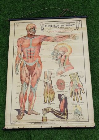 Rare Antique Vintage Scientific Medical Wall Chart Poster Quirky Unusual 40s 50s
