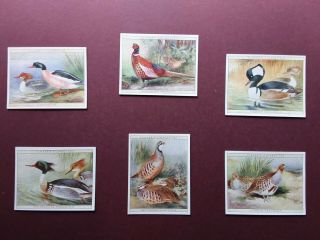 Game Birds & Wildfowl Issued 1928 By Players Set Large 25