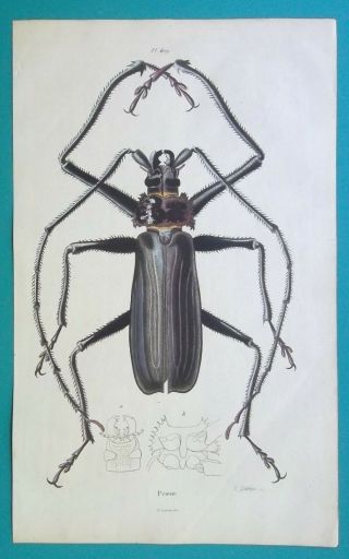 Beetle Long Horn Macrotoma Hayesi - 1839 Color Antique Print