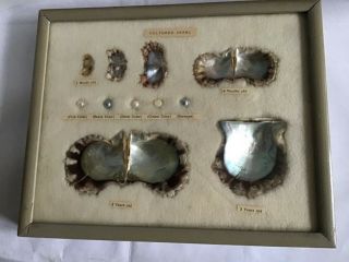 Vintage Cultured Pearl Oyster Shell Framed Display Japan 1940/50s 9 1/4” X 7”