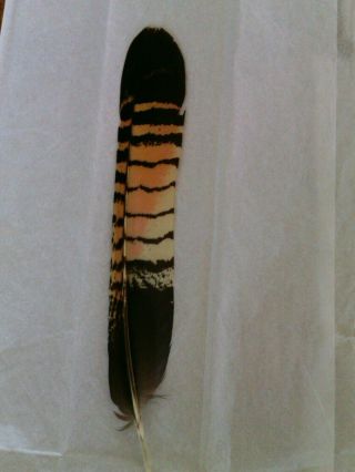Salmon Fly Tying Feather - - Banksian Cockatoo.  Vintage Antique Craft Peyote. 2