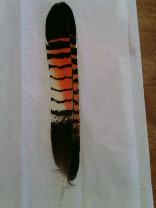 Salmon Fly Tying Feather - - Banksian Cockatoo.  Vintage Antique Craft Peyote. 3