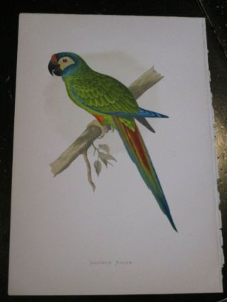 Macaw - Parrots In Captivity Ca: 1880,  Fine Color Lithograph Jlligers Macaw