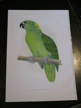 Amazon - Parrots In Captivity Ca: 1880,  Yellow Naped Amazon