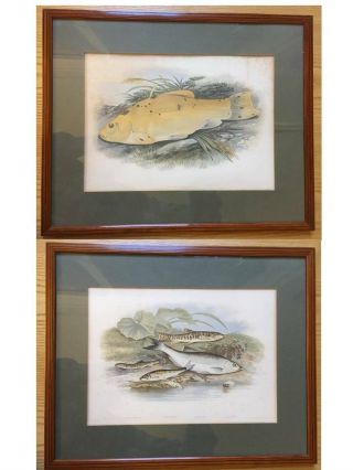 Framed And Matted Set Of 12 A.  F.  Lydon Antique British Freshwater Fish Prints