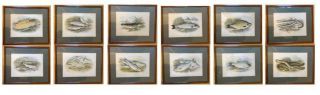 Framed and matted set of 12 A.  F.  Lydon antique British Freshwater Fish prints 2