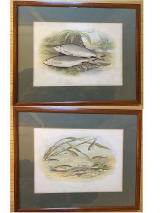 Framed and matted set of 12 A.  F.  Lydon antique British Freshwater Fish prints 3