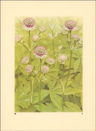 Large Master Wort,  Alpine Flower,  Botanical By Paul Roberts Vintage Print 1945
