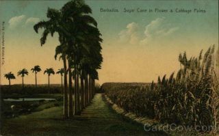 Barbados Sugar Cane In Flower & Cabbage Palms Knight & Co.  Postcard Vintage