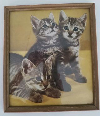 Vintage Cute Tabby Cats Kittens Wood Framed Subdued Colors Picture Print Photo