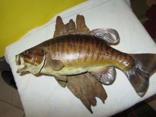 Vintage Smallmouth Bass Taxidermy Fish Mount