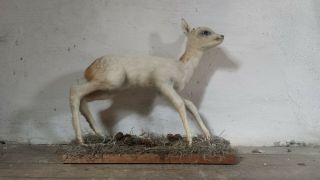 Antique Baby Deer Taxidermy Fawn Taxidermy White Deer Taxidermy French Taxidermy