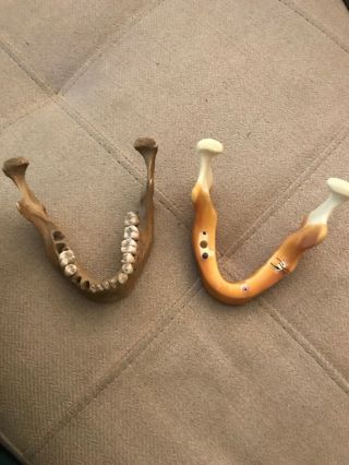 2 Vintage Dental Typodont Lower Jaw.  Foam Material And Resin Bone