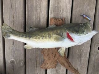 Large Mouth Bass Taxidermy Fish Trophy Mount Approx 20  On Driftwood Vintage