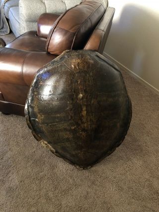 Antique Alligator Snapping Turtle Shell.  Taxidermy 35 1/2” In