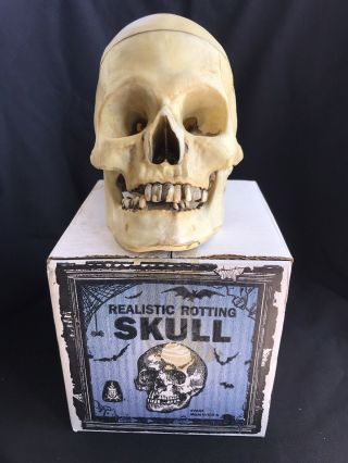 Vintage Realistic Rotting Skull W Box 1970s 1980s Good W Skeleton Prop