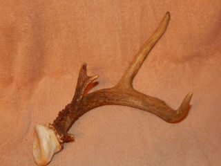 Vintage Whitetail Deer Shed Other One Side Antler Horn Rack Buck,  3 Points,  14 "