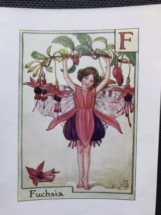 Vintage Print The Fuchsia Fairy Cicely Mary Barker C1935 Flower Fairies
