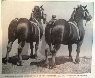 Vintage Rare Imported Belgian Stallions Carnot & Trappiste 1904 Art Print