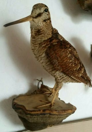 Lovely Vintage Eurasian Woodcock Taxidermy,  Pre 1947