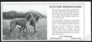 1931 Scottish Deerhound Photo Dog Breeder Vintage Print Ad